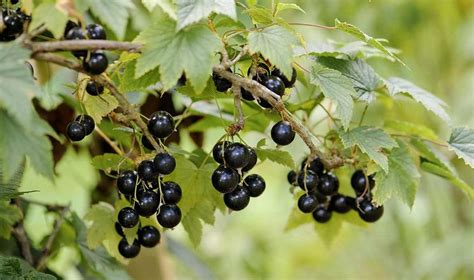 Смородина захищає черешню від шпаків - AgroTimes