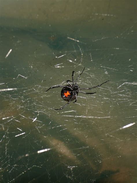 How To Get Rid Of Black Widows How I Get Rid Of