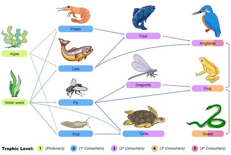 Food Web Diagram (Producer, Primary Consumer, Secondary Consumer ...