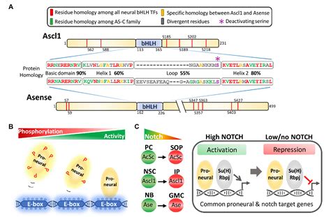 Figure From Function Of Proneural Genes Ascl And Asense In