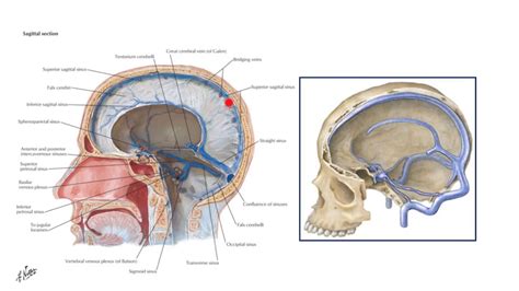 Venous Sinuses Of Dura Mater Sagittal Section Diagram Quizlet Lupon