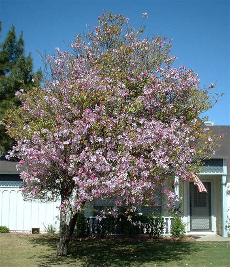 Phoenix Arizona Flowering Trees | Best Flower Site