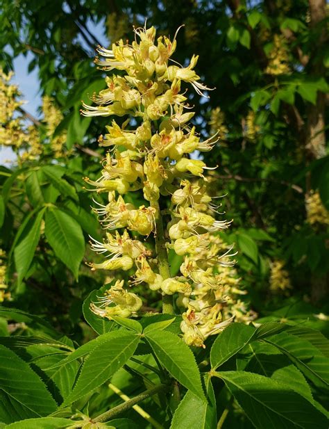 Aesculus glabra - Bird Gardens