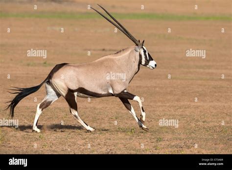 Gemsbok Oryx Gazella Gazella Running Kgalagadi Transfrontier Park