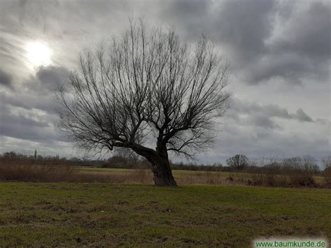 Weide Auf Der Quantelweide In Hannover Marienwerder