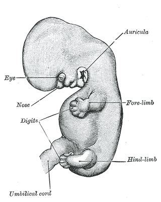 Six Week Ultrasound | MedGuidance