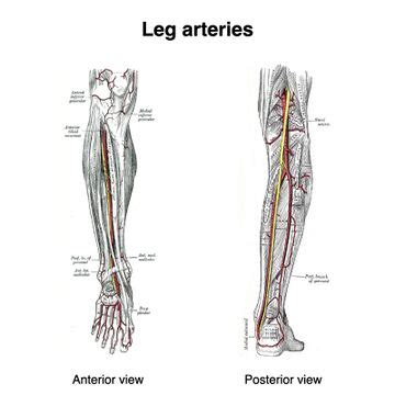 Posterior Tibialis Pulse