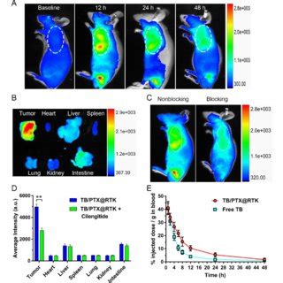 Fluorescence Imaging Biodistribution Analysis And Pharmacokinetics Of