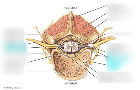 Superior Spinal Cord And Meninges Diagram Quizlet