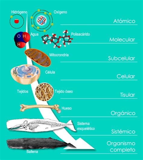 UAPA Niveles de organización biológica