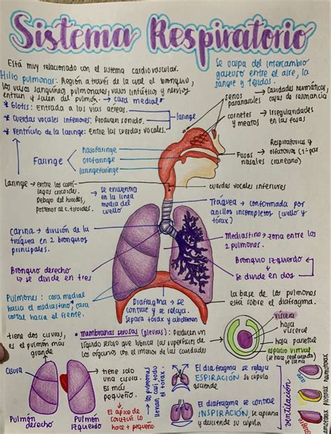 Sistema Respiratorio Resumen Sistema Respiratorio Fisiologia Images