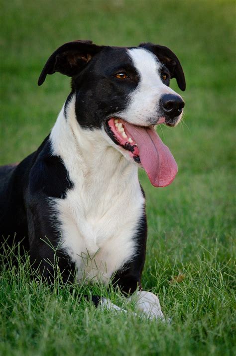 Border Collie Bull Terrier Mix