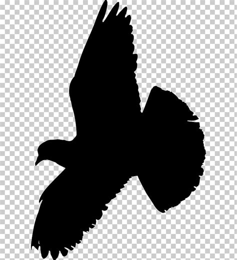 Pigeon Vector At Collection Of Pigeon Vector Free For