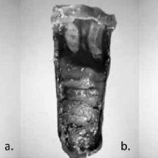 We can find different cell types at the same bee comb with stored food ...