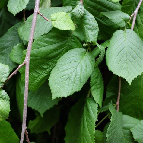 Trauerhasel 'Pendula' / Corylus avellana 'Pendula'