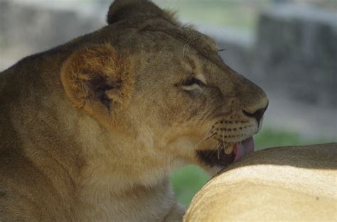 Free Images Nature Animal Wildlife Zoo Fauna Lion Close Up