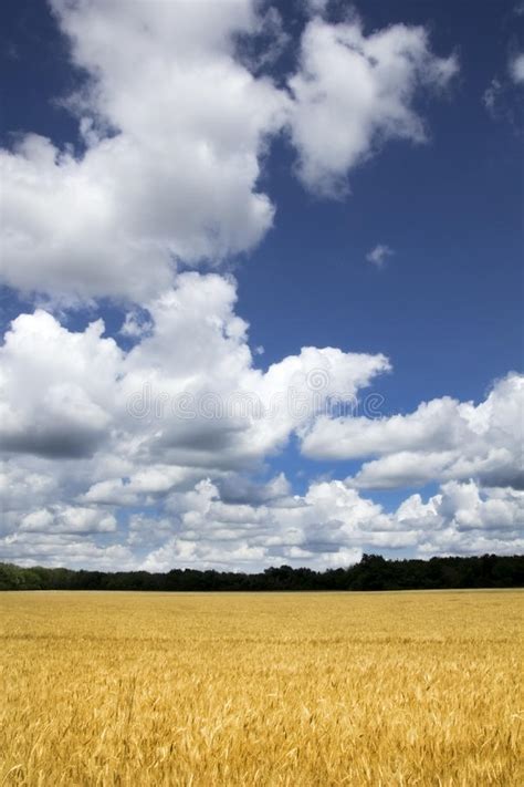 Campo De Trigo Amarillo De Oro Brillante Debajo Del Cielo Azul Y De Las