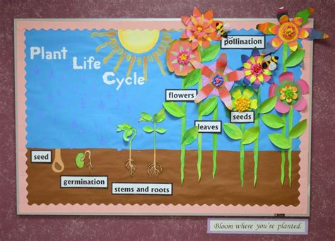 Plant Life Cycle Plant Life Cycle Plants Life Cycle Activities Science Bulletin Boards