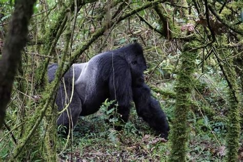 How Many Gorilla Trekking Permits Are Available In Uganda Daily