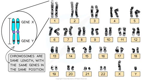 Homologous Chromosomes Cie A Level Biology Revision Notes