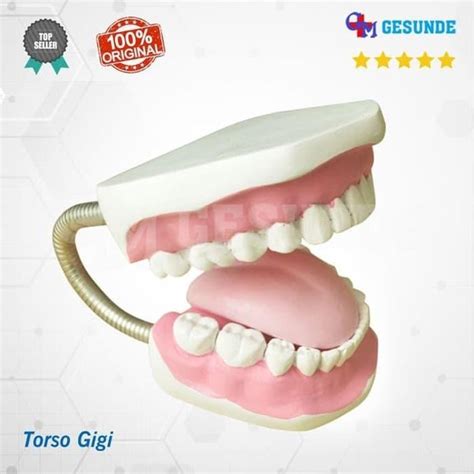 Jual Jual Torso Replika Gigi Manekin Replika Gigi Alat Peraga Dokter