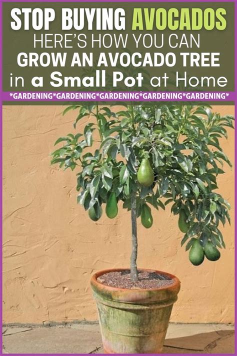 10 Easy Tips To Grow Avocado In Pots Artofit