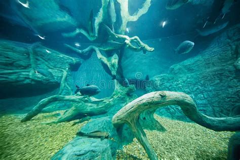 Exotische Fische Im Aquarium Entkernt Mit Felsen Redaktionelles Foto