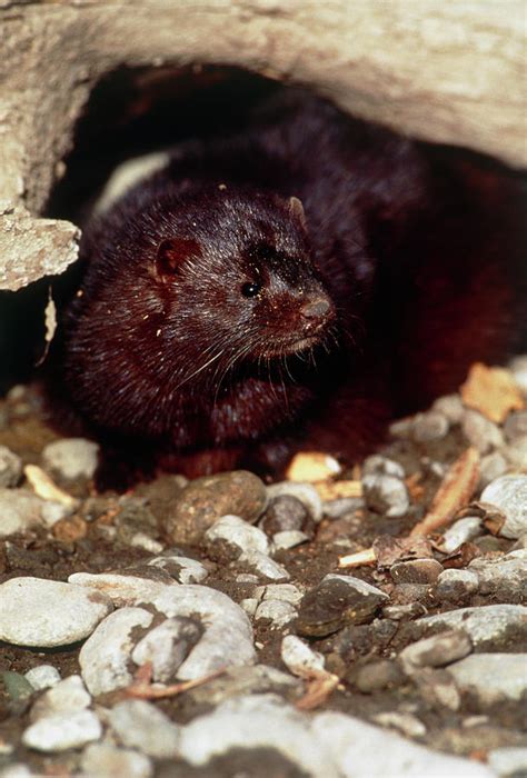 American Mink Photograph By William Ervinscience Photo Library