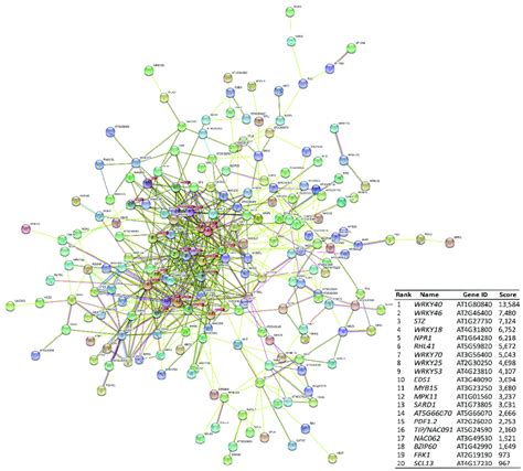 Protein Protein Interaction Network Highlighting Hub Genes Involved In