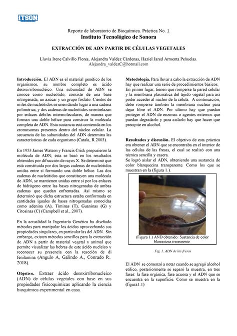 Reporte De Extraccion De Adn En Fresas Reporte De Laboratorio De