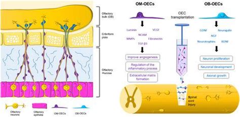 Journal Of Neuroscience Research X Mol