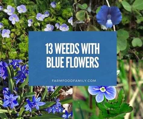 13 Weeds With Blue Flowers Identification And Control Methods