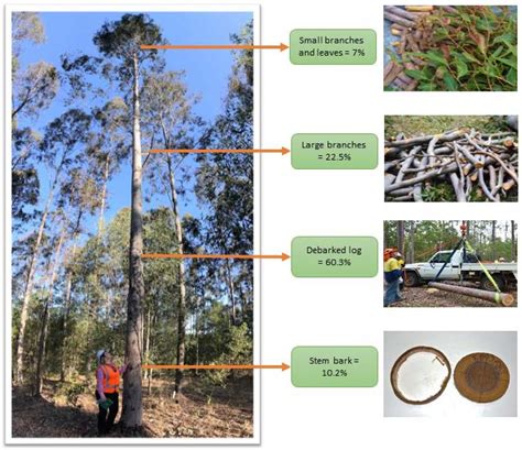 Forests Free Full Text Allometric Equations To Estimate Aboveground