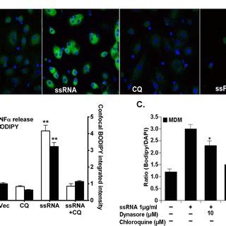 HIV Replication And Foam Cell Formation In MDM A MDMs Were Exposed To