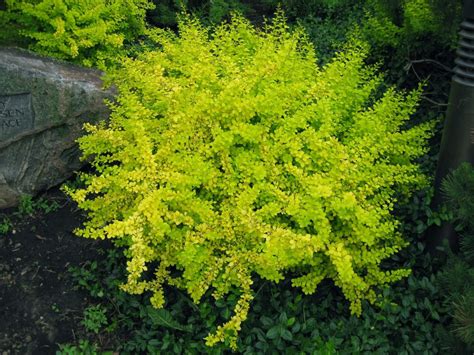 Barberry Aurea Nana Morden Nurseries Garden Centre