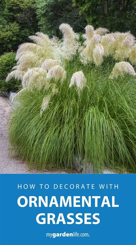 Unleash the beauty of ornamental grass in your decor! Explore unique ...