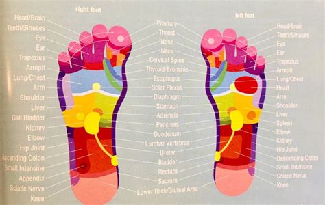 Pin De PlantEmpoweredLife Nickie Rob En Reflexology Essential Oil