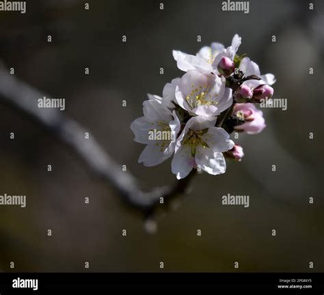 Prunus Dulcis Var Amara Almond Hi Res Stock Photography And Images Alamy