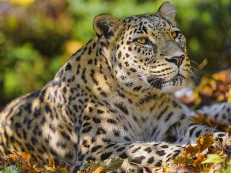 animaux