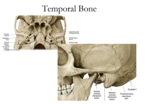 TMJ And Muscles Of Mastication Flashcards Quizlet