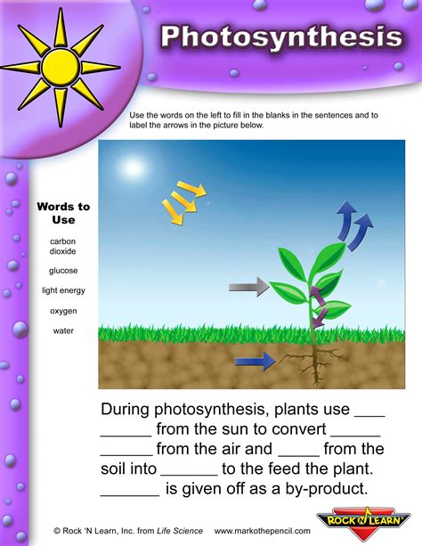 Photosynthesis Fill In The Blank Answer Key