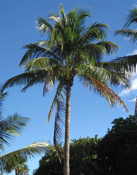 Cocos Nucifera Coconut Palm Tree Sanibel Island Florid Flickr