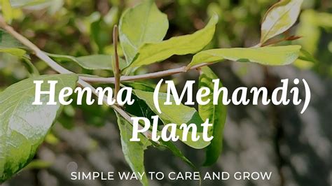 Simple Way To Care And Grow Henna Plant Henna Plant Mehandi Plant