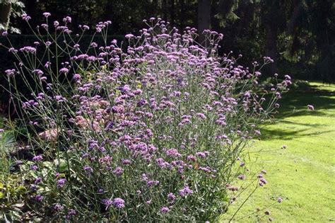 Вербена бонарская (Verbena bonariensis): посадка и уход, выращивание из ...