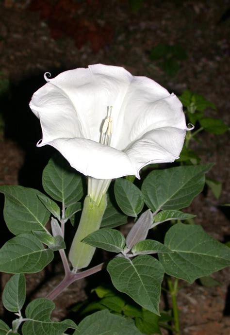 Poisonous And Hallucinogenic Plants Datura Stramonium Jimson Weed