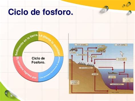 Ciclo De Fosforos