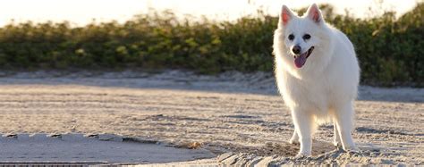 American Eskimo | Dog Breed Facts and Information - Wag! Dog Walking