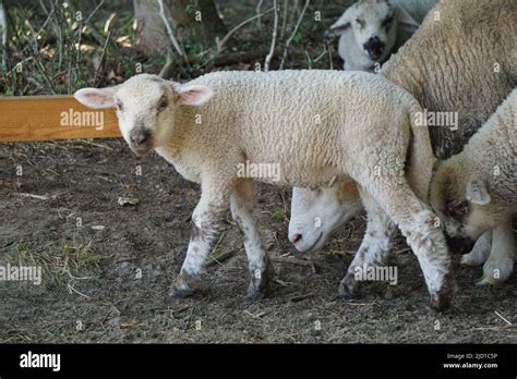 Young White Sheep Lamb Side View Stock Photo Alamy