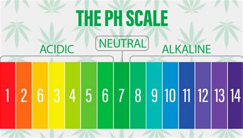 The Best Ph For Your Cannabis Plant Herbies Seeds