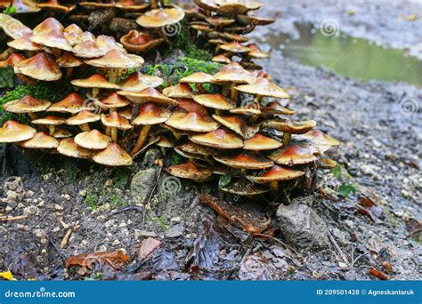 Champignon Miel Armillaria Mellea Sur L Arbre Photo Stock Image Du